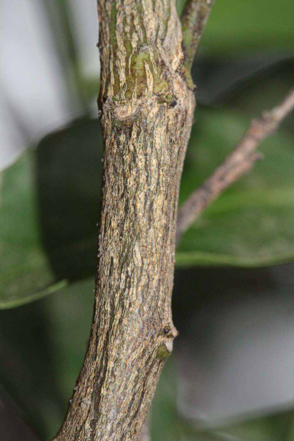              Second - third year twig (Riverside, CA)       